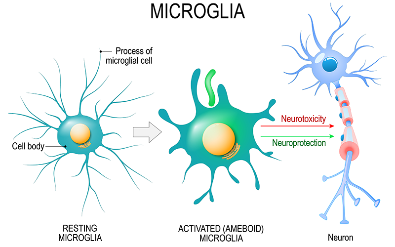 뇌 속의 유일한 면역세포, Microglia